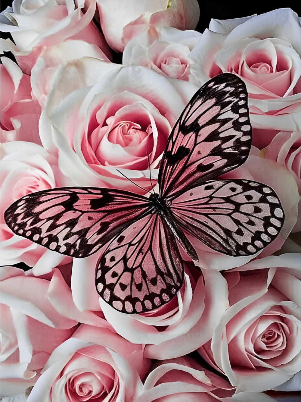 Pink roses and butterfly diamond painting