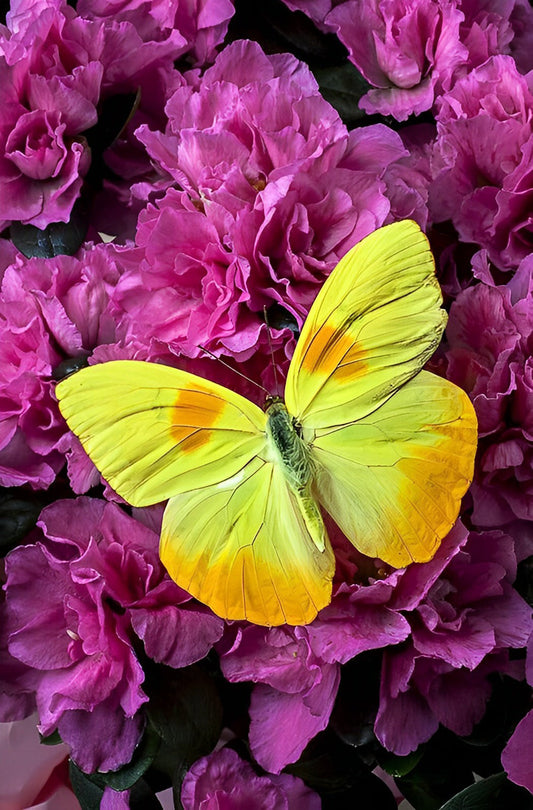 Pink peonies and yellow butterfly diamond painting