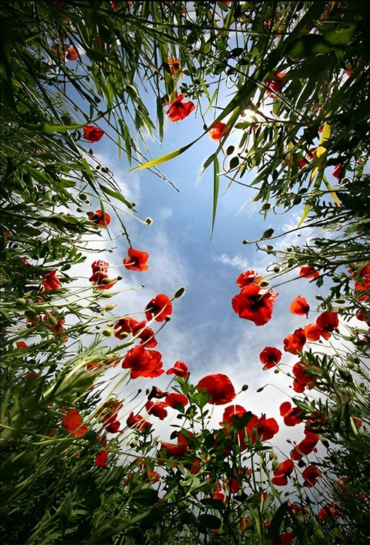 Mohnblumen und blauer Himmel Diamond Painting