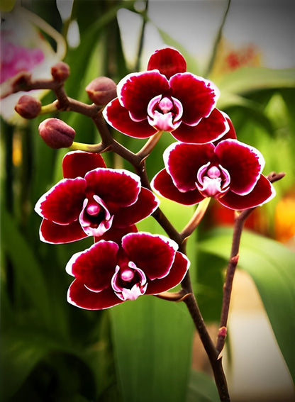 Rote Phalaenopsis Diamond Painting