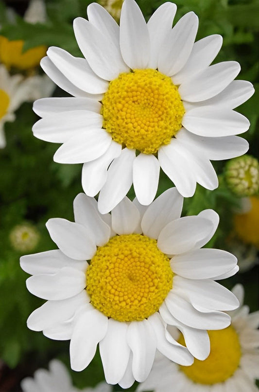 White Daisies Diamond Painting