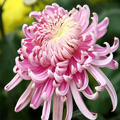 Pink Chrysanthemum Diamond Painting