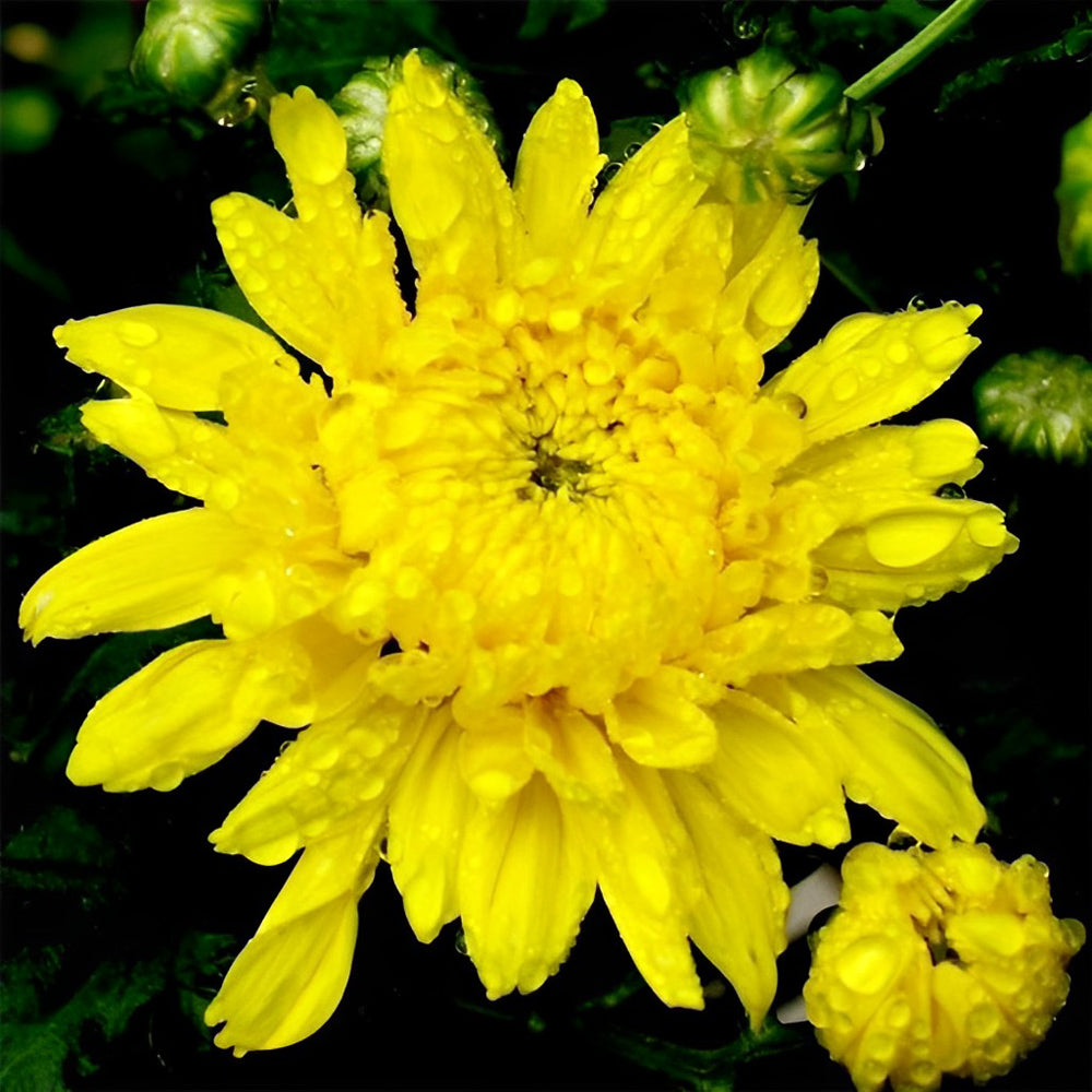 Peinture diamant chrysanthème jaune