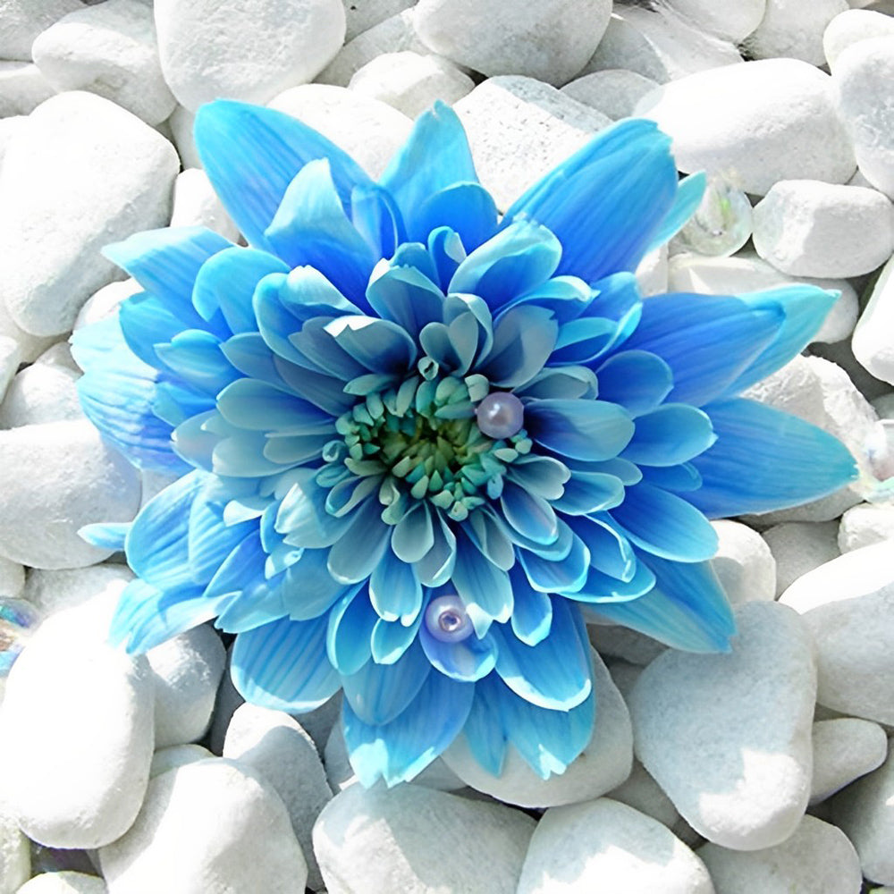 Blue chrysanthemum on white stones diamond painting