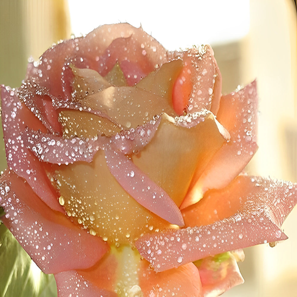 Pink Rose with Dewdrops Diamond Painting