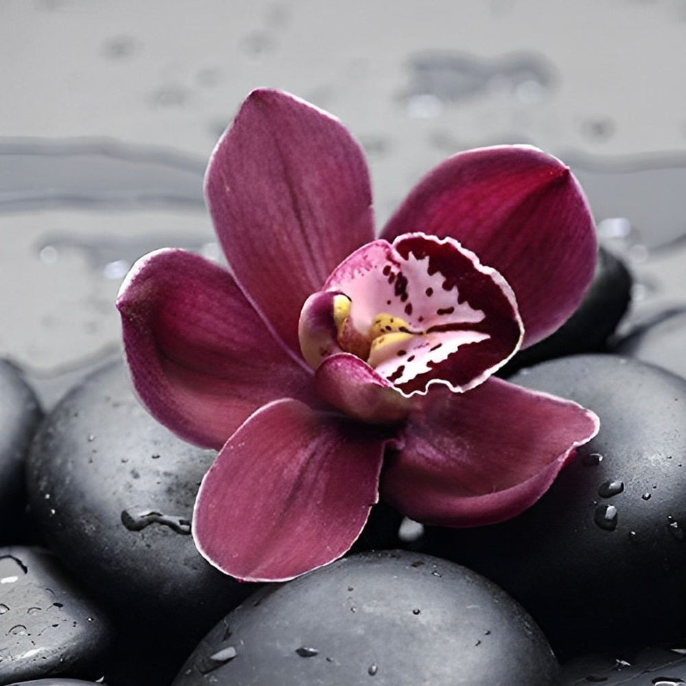 Orchids and black pebbles diamond painting