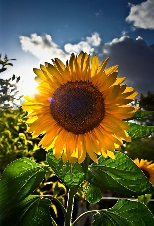 Sonnenblume unter blauem Himmel Diamond Painting