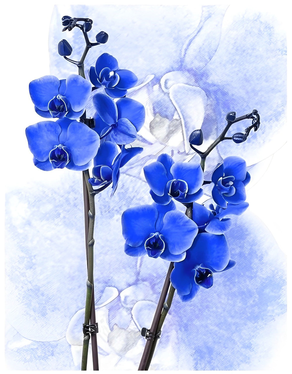 Peinture de diamant de fleurs bleues malaisiennes