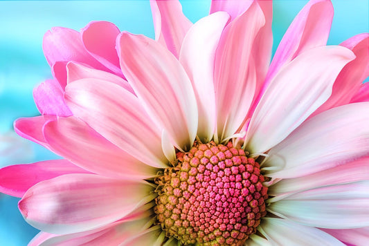 Pink Chrysanthemum Diamond Painting