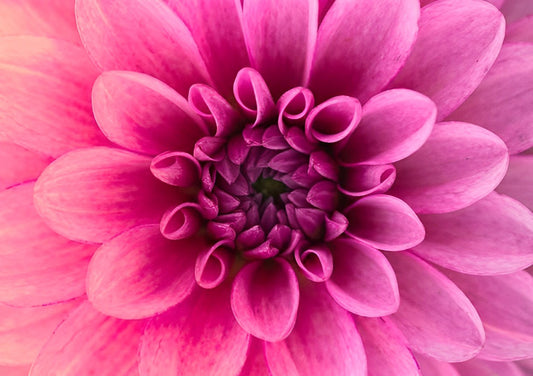 Pink Dahlia Diamond Painting