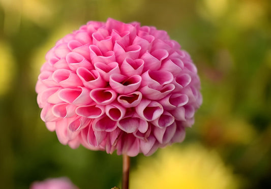 Pink Dahlia Diamond Painting