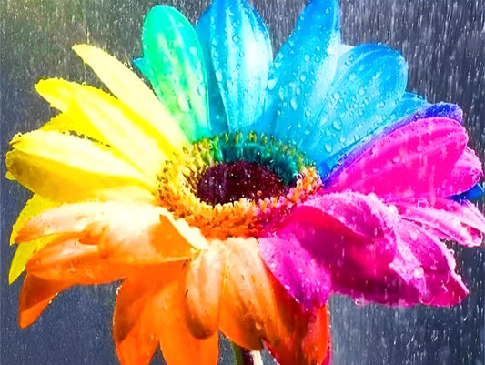 Regenbogen-G?nseblume und Tautropfen Diamond Painting