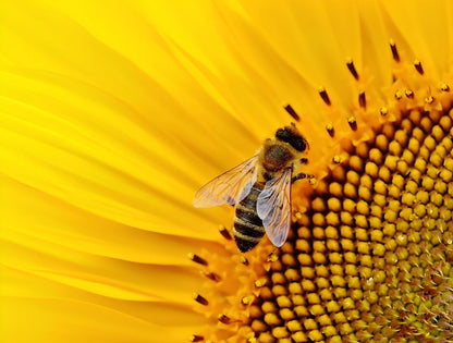 Abeille sur la peinture au diamant de tournesol