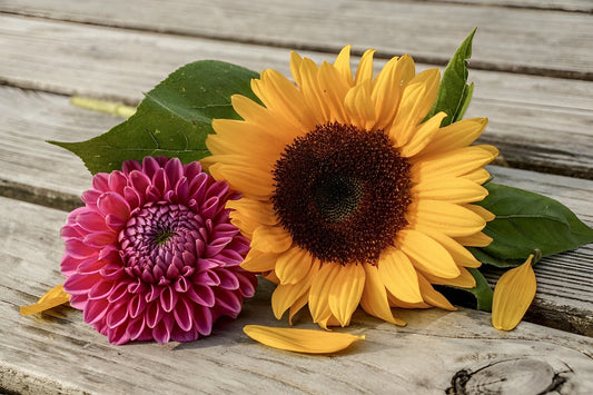 Sonnenblume und Dahlie auf dem Brett Diamond Painting